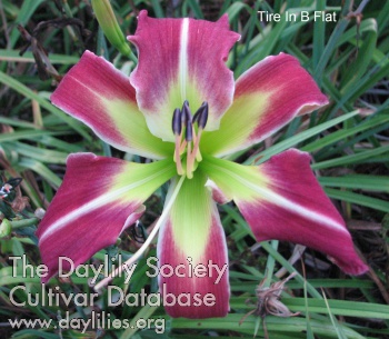 Daylily Tire in B Flat